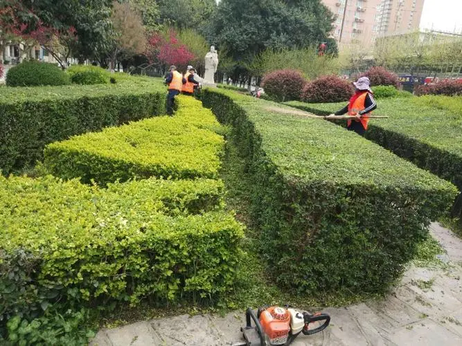 丰南附近绿化苗木市场在哪里有