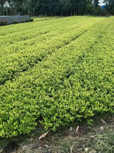 吕淑湘学校景观绿化工程