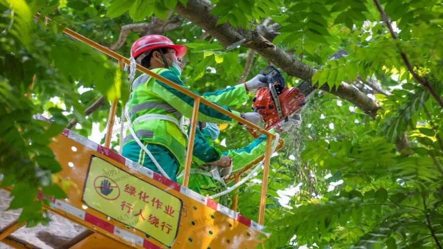 四平绿化苗木批发市场在哪里